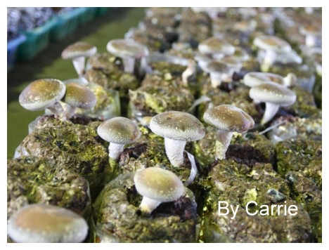 【台中旅遊】新社阿亮香菇園 @飛天璇的口袋