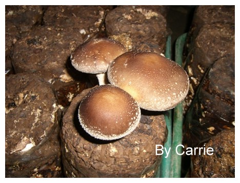 【台中旅遊】新社阿亮香菇園 @飛天璇的口袋