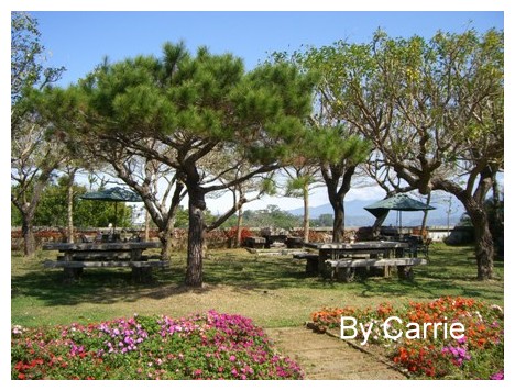 【台中旅遊】新社櫻花林 @飛天璇的口袋