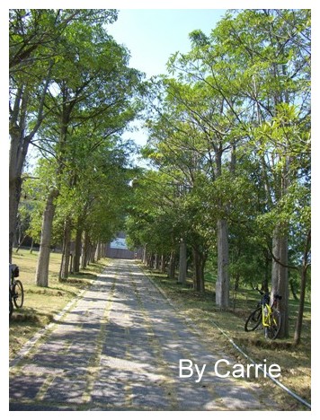 【台中旅遊】新社櫻花林 @飛天璇的口袋