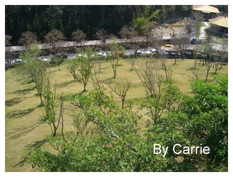 【台中旅遊】新社櫻花林 @飛天璇的口袋