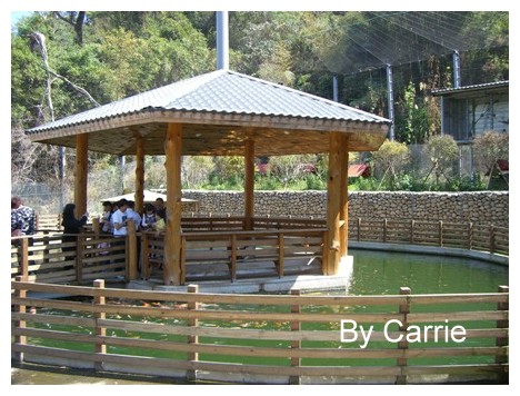 【台中旅遊】新社櫻花林 @飛天璇的口袋