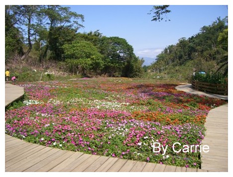 【台中旅遊】新社櫻花林 @飛天璇的口袋