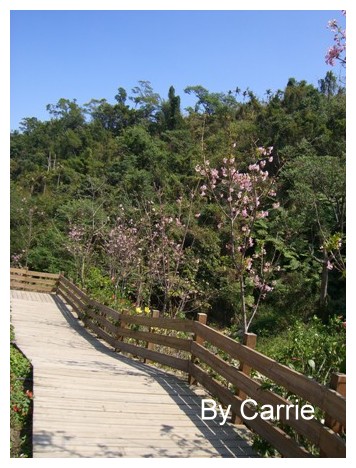 【台中旅遊】新社櫻花林 @飛天璇的口袋