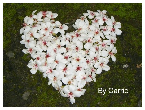 【台中旅遊】2009東勢林場油桐花季 @飛天璇的口袋