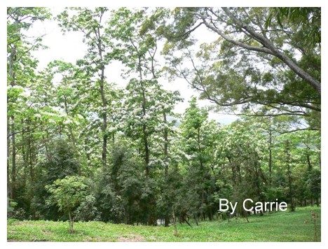 【台中旅遊】2009東勢林場油桐花季 @飛天璇的口袋