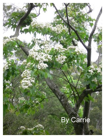 【台中旅遊】2009東勢林場油桐花季 @飛天璇的口袋