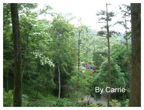 【台中旅遊】2009東勢林場油桐花季 @飛天璇的口袋