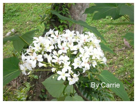 【台中旅遊】2009東勢林場油桐花季 @飛天璇的口袋