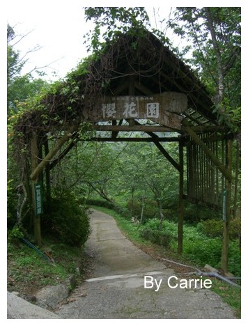 【台中旅遊】2009東勢林場油桐花季 @飛天璇的口袋