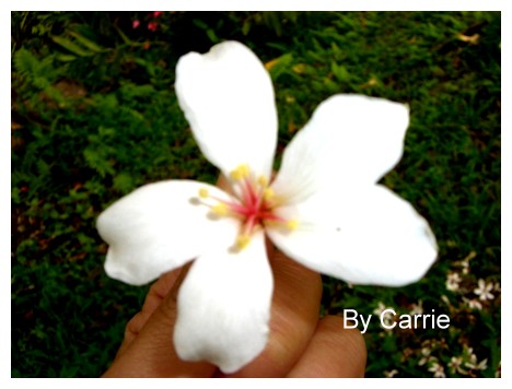 【台中旅遊】2009東勢林場油桐花季 @飛天璇的口袋