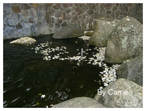 【台中旅遊】2009東勢林場油桐花季 @飛天璇的口袋