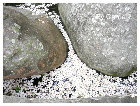 【台中旅遊】2009東勢林場油桐花季 @飛天璇的口袋