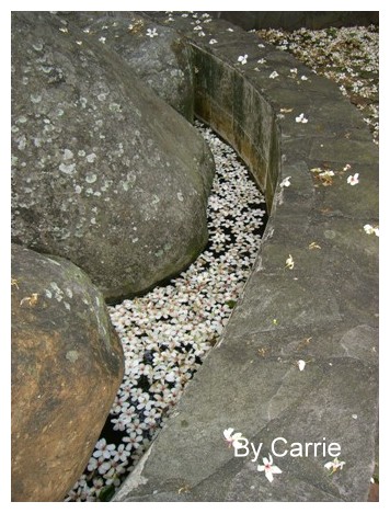 【台中旅遊】2009東勢林場油桐花季 @飛天璇的口袋