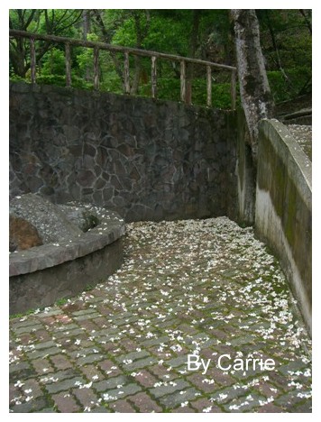 【台中旅遊】2009東勢林場油桐花季 @飛天璇的口袋