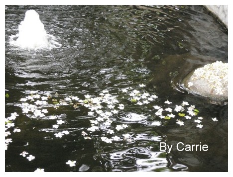 【台中旅遊】2009東勢林場油桐花季 @飛天璇的口袋