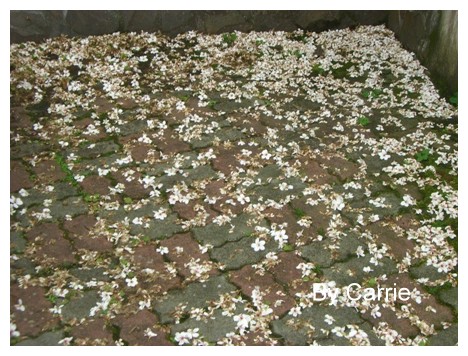 【台中旅遊】2009東勢林場油桐花季 @飛天璇的口袋