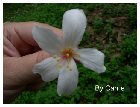 【台中旅遊】2009東勢林場油桐花季 @飛天璇的口袋