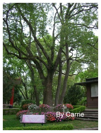 【台中旅遊】2009東勢林場油桐花季 @飛天璇的口袋