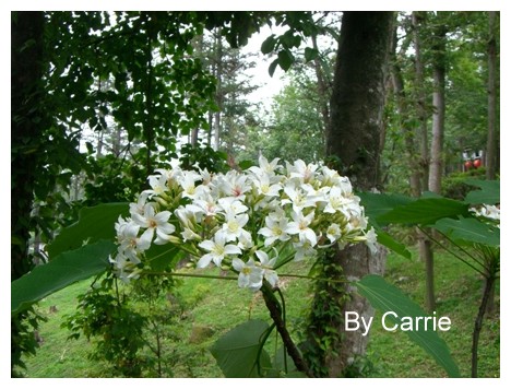 【台中旅遊】2009東勢林場油桐花季 @飛天璇的口袋