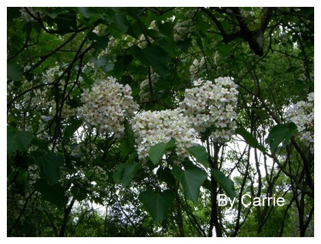 【台中旅遊】2009東勢林場油桐花季 @飛天璇的口袋