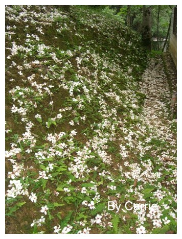 【台中旅遊】2009東勢林場油桐花季 @飛天璇的口袋