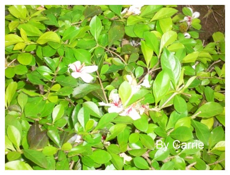 【台中旅遊】2009東勢林場油桐花季 @飛天璇的口袋