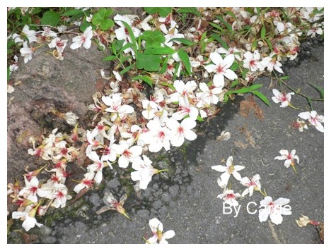 【台中旅遊】2009東勢林場油桐花季 @飛天璇的口袋