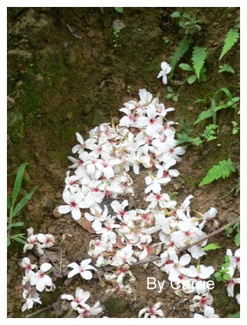 【台中旅遊】2009東勢林場油桐花季 @飛天璇的口袋