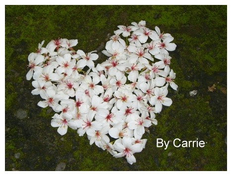 【台中旅遊】2009東勢林場油桐花季 @飛天璇的口袋