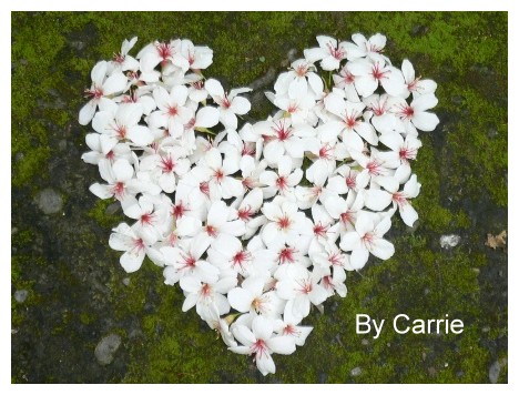 【台中旅遊】2009東勢林場油桐花季 @飛天璇的口袋