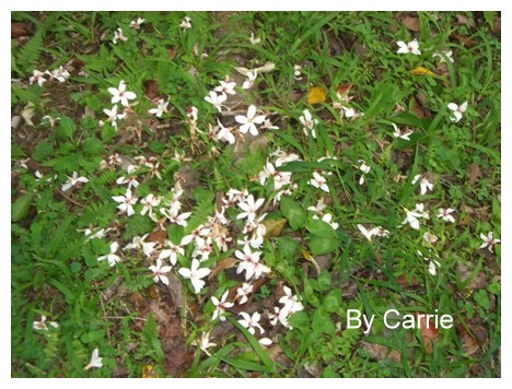 【台中旅遊】2009東勢林場油桐花季 @飛天璇的口袋