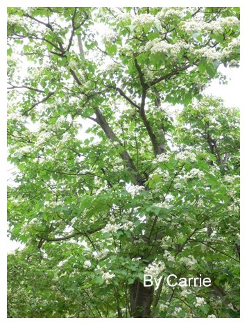 【台中旅遊】2009東勢林場油桐花季 @飛天璇的口袋