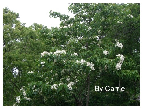 【台中旅遊】2009東勢林場油桐花季 @飛天璇的口袋