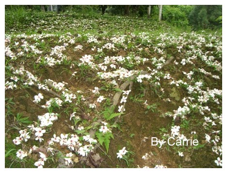 【台中旅遊】2009東勢林場油桐花季 @飛天璇的口袋