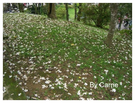 【台中旅遊】2009東勢林場油桐花季 @飛天璇的口袋