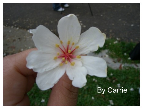 【台中旅遊】2009東勢林場油桐花季 @飛天璇的口袋