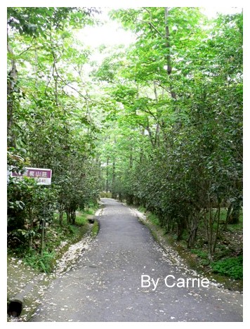 【台中旅遊】2009東勢林場油桐花季 @飛天璇的口袋