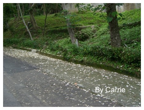 【台中旅遊】2009東勢林場油桐花季 @飛天璇的口袋