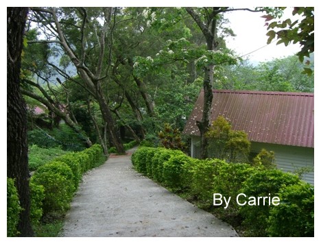 【台中旅遊】2009東勢林場油桐花季 @飛天璇的口袋