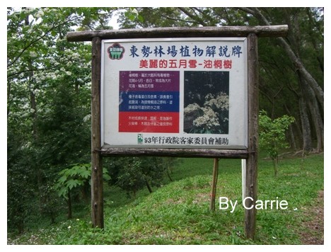 【台中旅遊】2009東勢林場油桐花季 @飛天璇的口袋