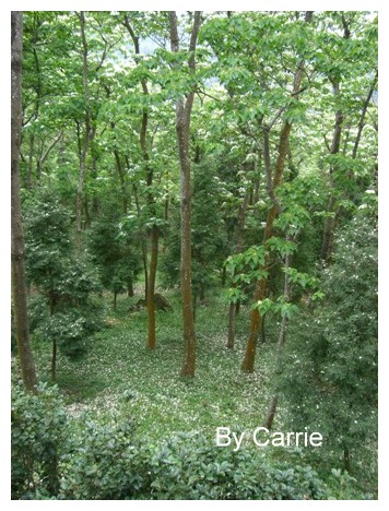 【台中旅遊】2009東勢林場油桐花季 @飛天璇的口袋