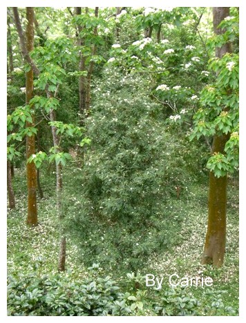 【台中旅遊】2009東勢林場油桐花季 @飛天璇的口袋