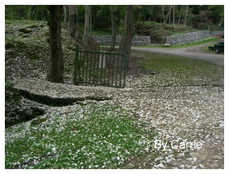 【台中旅遊】2009東勢林場油桐花季 @飛天璇的口袋