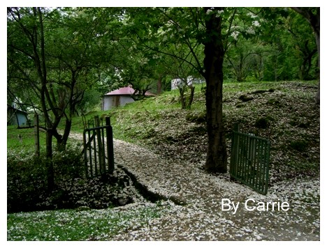 【台中旅遊】2009東勢林場油桐花季 @飛天璇的口袋