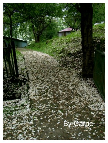 【台中旅遊】2009東勢林場油桐花季 @飛天璇的口袋