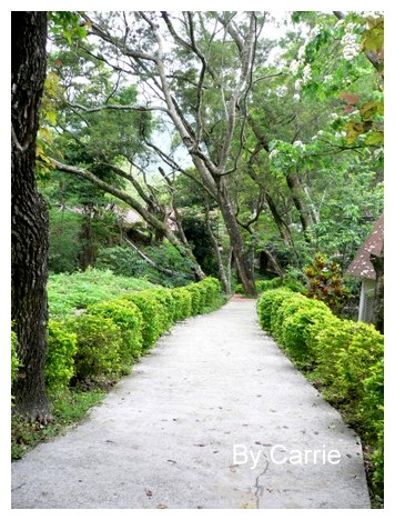 【台中旅遊】2009東勢林場油桐花季 @飛天璇的口袋