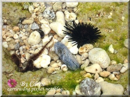 小琉球一日遊：交通方式、租車資訊、必玩景點、小吃美食 @飛天璇的口袋