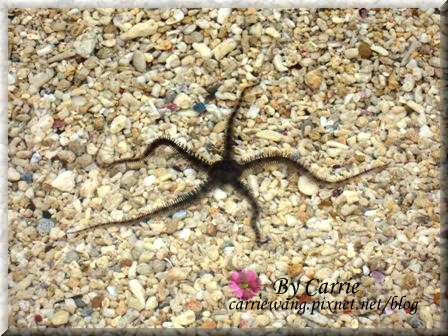 小琉球一日遊：交通方式、租車資訊、必玩景點、小吃美食 @飛天璇的口袋