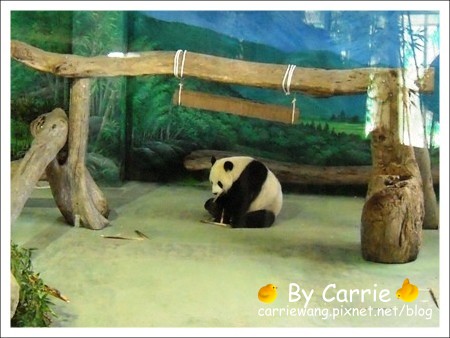 【台北旅遊】高鐵木柵動物園．故宮博物院一日行 @飛天璇的口袋